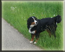 Berner Sennen Hund Bagira