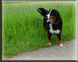 Berner Sennen Hund Bagira