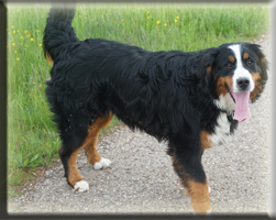 Berner Sennen Hund Bagira