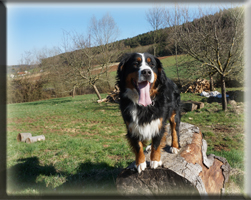 Berner Sennen Hund Bagira