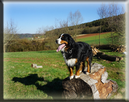 Berner Sennen Hund Bagira