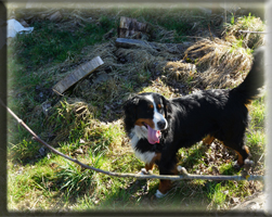 Berner Sennen Hund Bagira