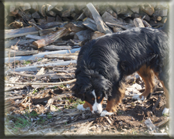 Berner Sennen Hund Bagira