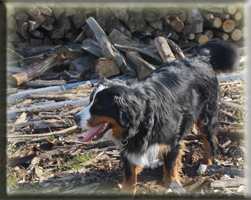 Berner Sennen Hund Bagira