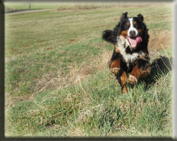 Berner Sennen Hund Bagira