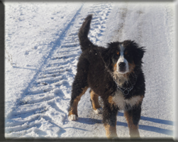 Berner Sennen Hund Bagira