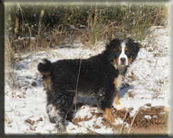 Berner Sennen Hund Bagira