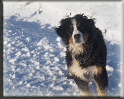 Berner Sennen Hund Bagira