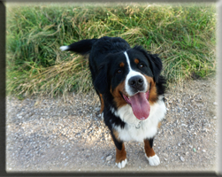 Berner Sennen Hund Sitara