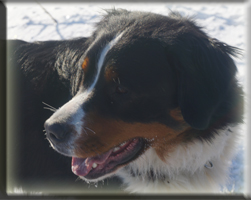 Berner Sennen Hund Sitara