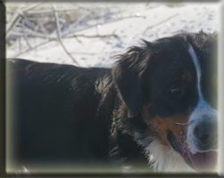 Berner Sennen Hund Sitara