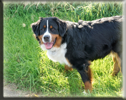 Berner Sennen Hund Sitara