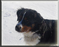 Berner Sennen Hund Sitara