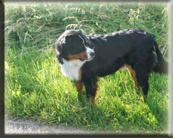 Berner Sennen Hund Sitara