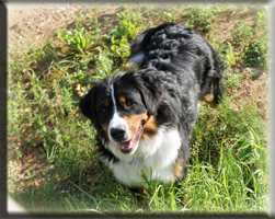 Berner Sennen Hund Sitara