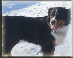 Berner Sennen Hund Sitara