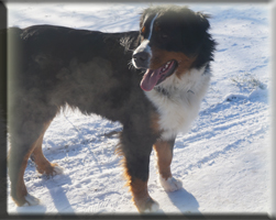 Berner Sennen Hund Sitara