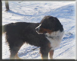 Berner Sennen Hund Sitara