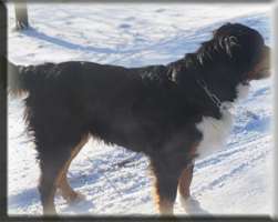 Berner Sennen Hund Sitara