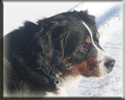 Berner Sennen Hund Sitara