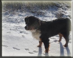 Berner Sennen Hund Sitara