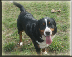 Berner Sennen Hund Sitara