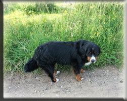 Berner Sennen Hund Suri