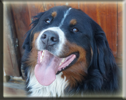 Berner Sennen Hund Suri