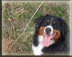 Berner Sennen Hund Suri