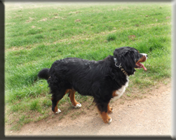 Berner Sennen Hund Suri