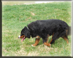 Berner Sennen Hund Suri