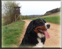 Berner Sennen Hund Suri