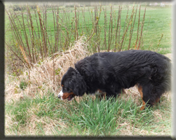 Berner Sennen Hund Suri