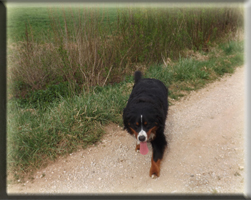 Berner Sennen Hund Suri