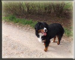 Berner Sennen Hund Suri