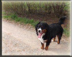 Berner Sennen Hund Suri