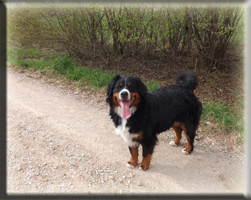 Berner Sennen Hund Suri