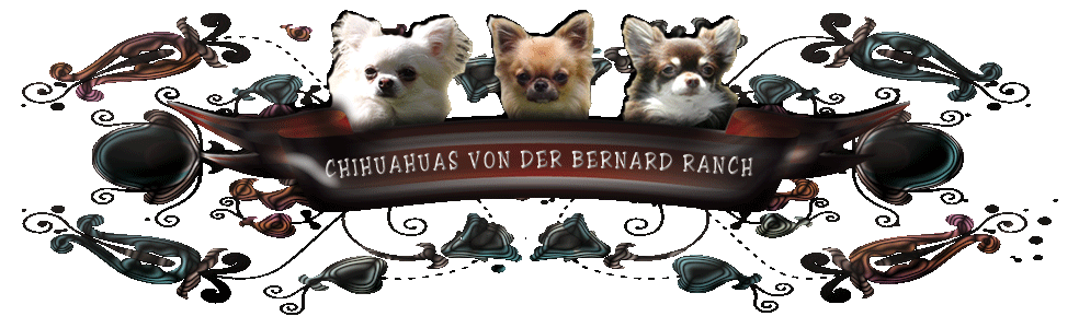 chihuahuas von der Bernard Ranch