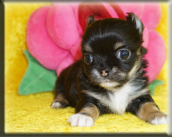 Chihuahua Welpen Nürnberg kaufen