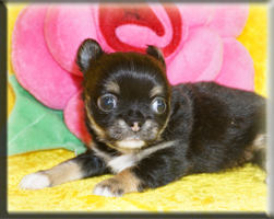 Chihuahua Welpen Nürnberg kaufen