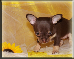 chihuahua welpen