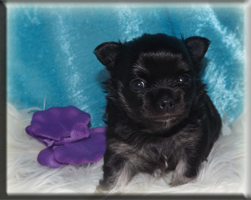 chihuahua welpen