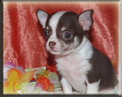 chihuahua welpen 