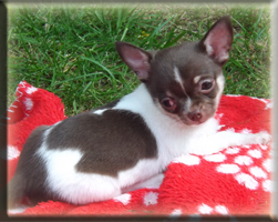 chihuahua welpen 