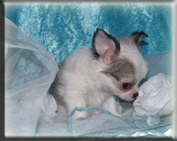 chihuahua welpen 