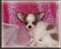 chihuahua welpen 