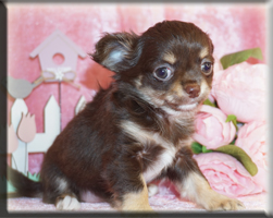 Chihuahua Welpen Nürnberg kaufen