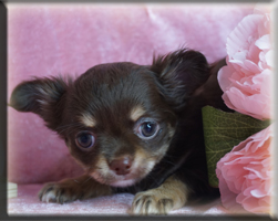 Chihuahua Welpen Nürnberg kaufen