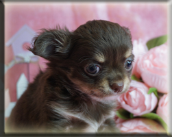 Chihuahua Welpen Nürnberg kaufen