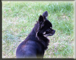 Huendinnen Chihuahuas von der Bernard Ranch